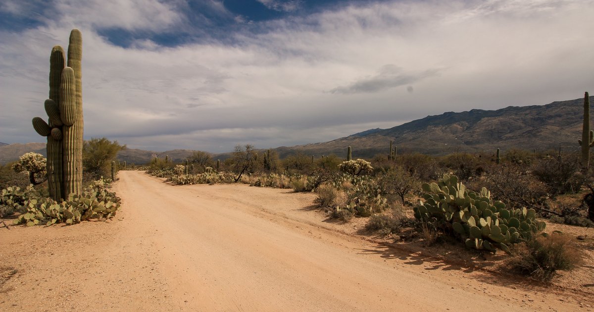 Arizona new specialty license plates displayed on a car against a desert backdrop