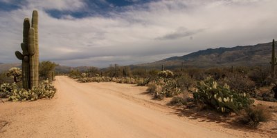 Arizona new specialty license plates displayed on a car against a desert backdrop